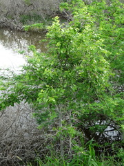 Sarcomphalus amole