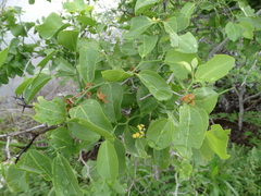 Sarcomphalus amole