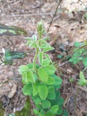 Baptisia alba