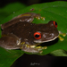 Legler's Stream Frog - Photo (c) Randall Jiménez, some rights reserved (CC BY-NC), uploaded by Randall Jiménez