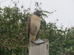 Rupornis magnirostris