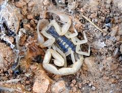 Centruroides baldazoi