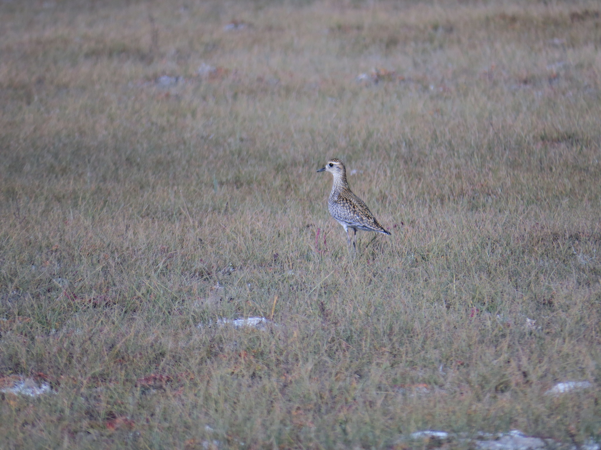 Pacific Golden Plover