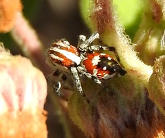Nycerella delecta