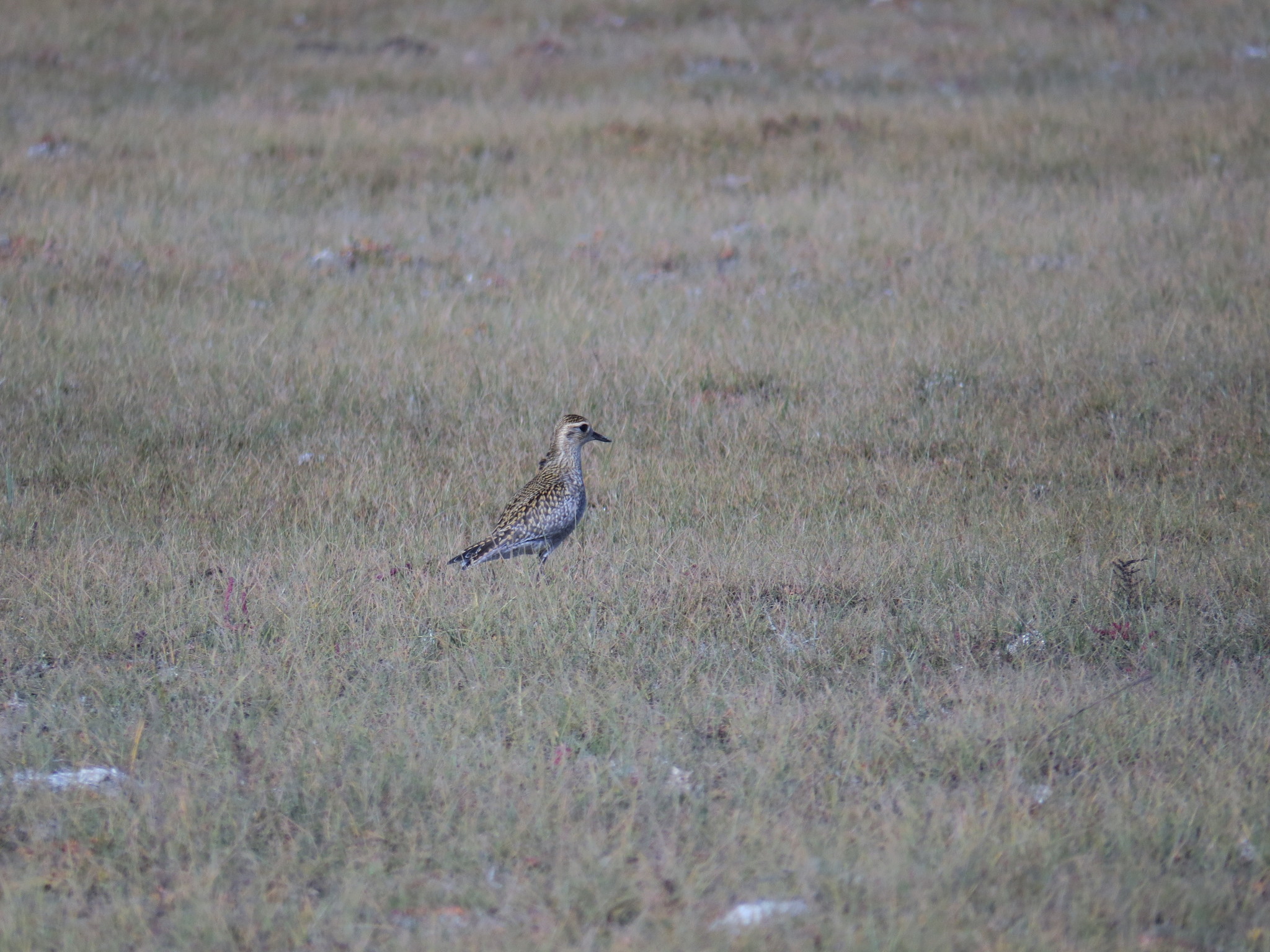 Pacific Golden Plover