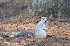 Sciurus niger cinereus