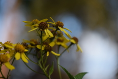 Electranthera mutica