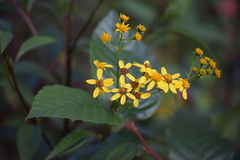 Electranthera mutica