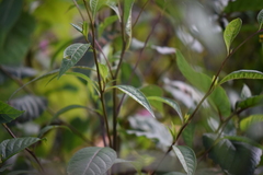 Electranthera mutica