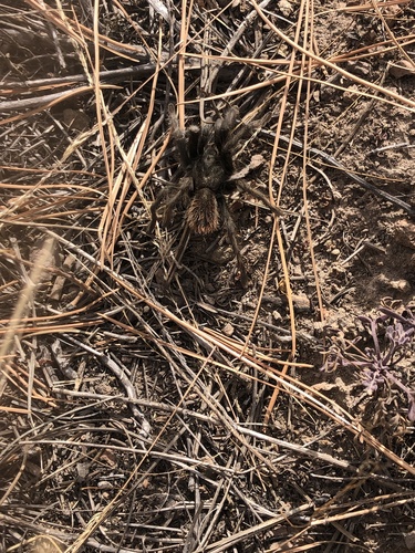 Grand Canyon Black Tarantula photo 4