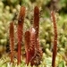 Drosera arcturi - Photo (c) Steve Reekie, some rights reserved (CC BY-NC), uploaded by Steve Reekie