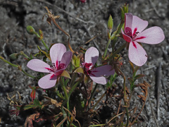 Pelargonium capillare