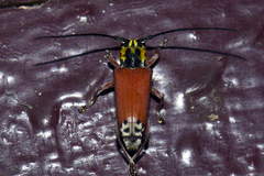 Glenea spilota