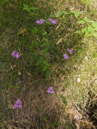 Image of Thysanotus dichotomus by (c) David Thompson, some rights reserved (CC BY)