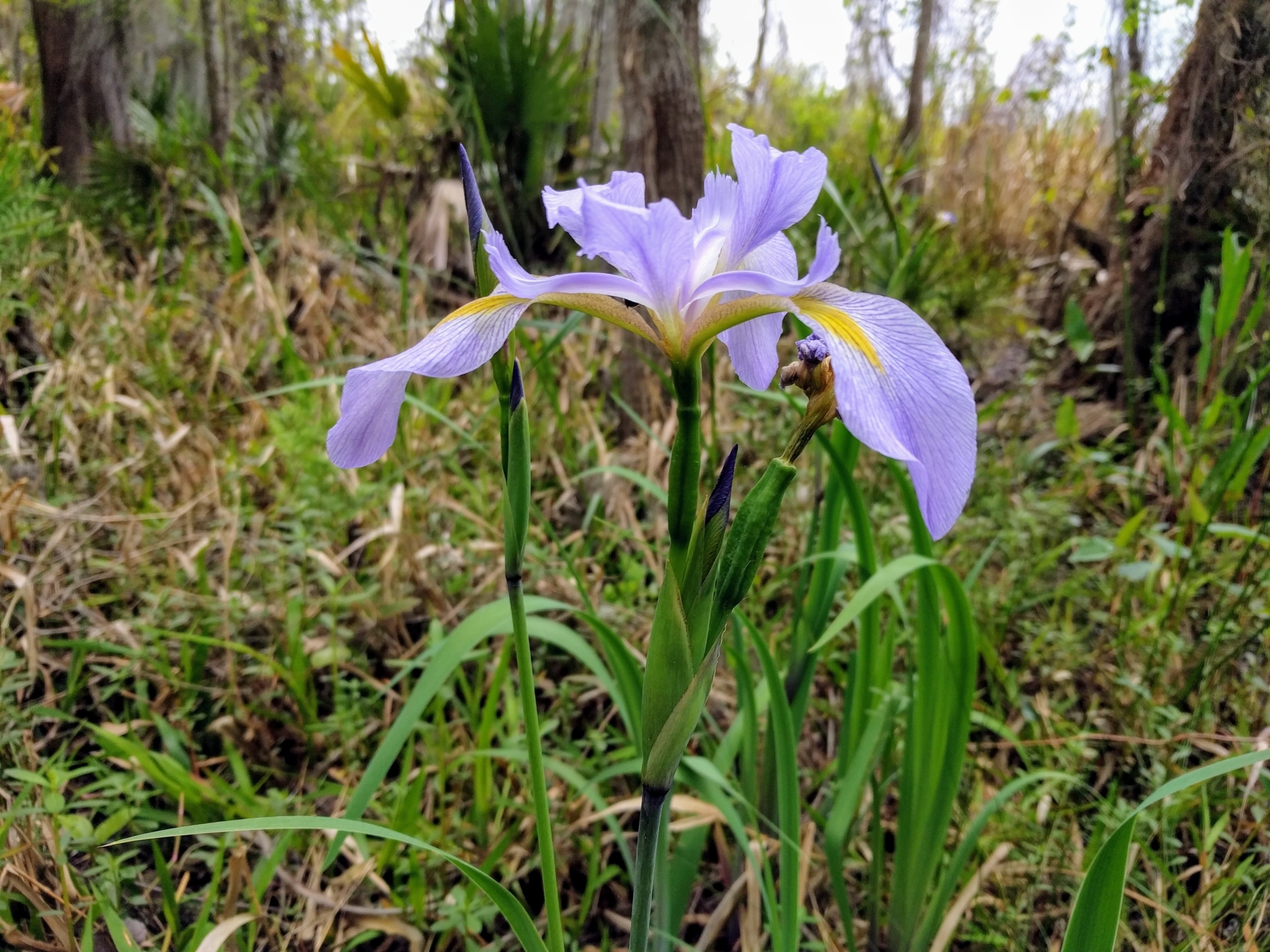 Southern Blue Flag (Iris virginica) flowers