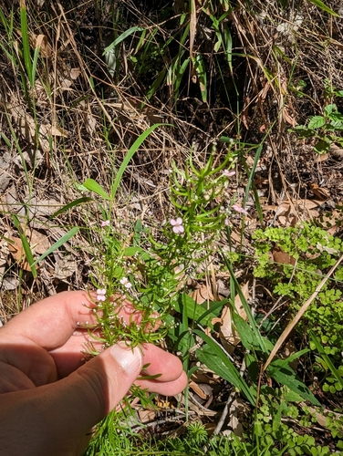 Stylidium adnatum (Stylidium adnatum)