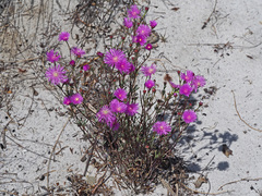 Lampranthus diffusus