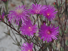 Lampranthus diffusus