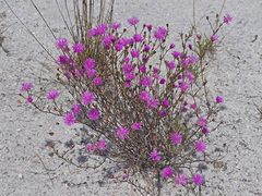 Lampranthus diffusus