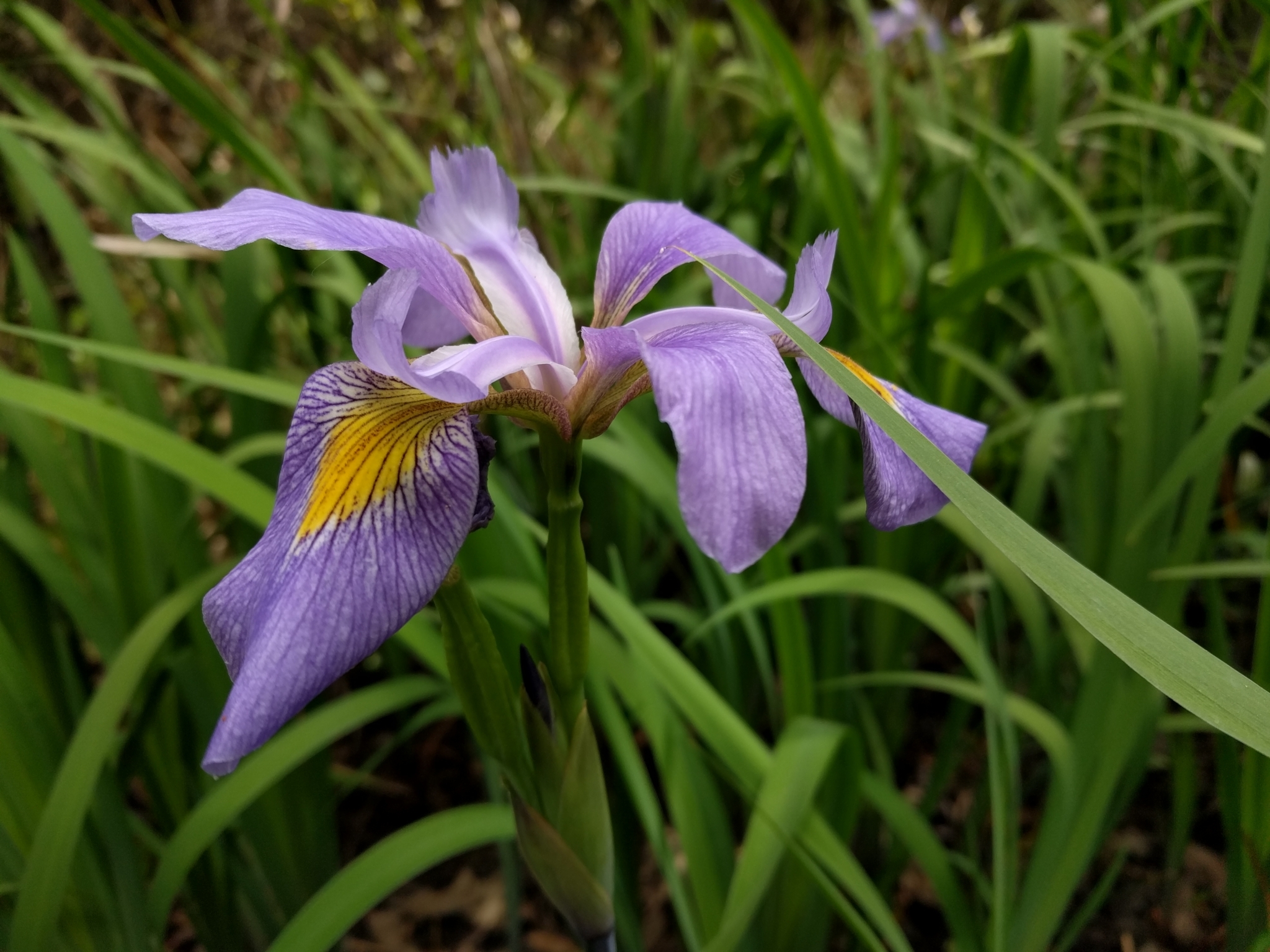 Southern Blue Flag (Iris virginica)