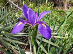 Iris giganticaerulea