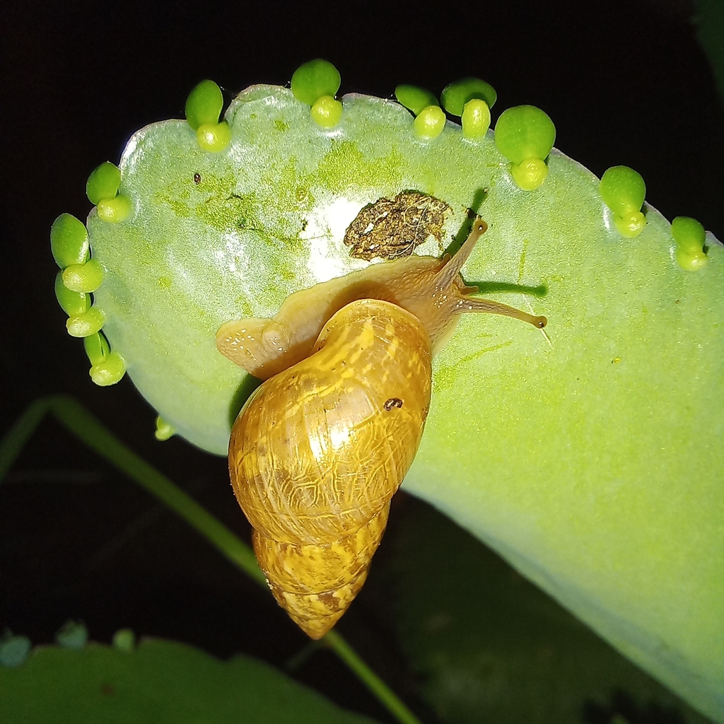 Ghost Bulimulus