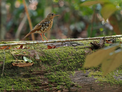 Fawn-Breasted Thrush photo 2