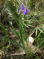 Iris giganticaerulea