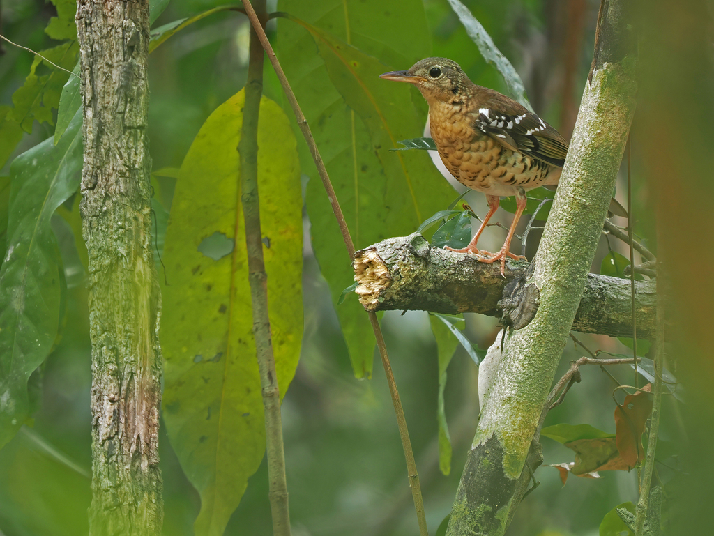 Fawn-breasted Thrush photo