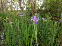Iris giganticaerulea