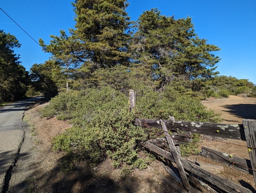 Image of Arctostaphylos bakeri by (c) Alexander Wentworth, some rights reserved (CC BY)