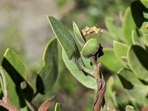 Image of Arctostaphylos bakeri by (c) Alexander Wentworth, some rights reserved (CC BY)
