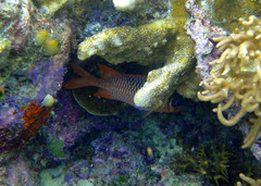 Myripristis violacea