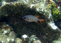 Myripristis violacea