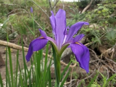 Iris giganticaerulea