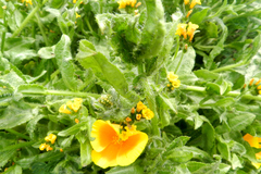 Amsinckia spectabilis