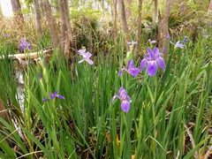 Iris giganticaerulea