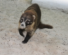 Nasua narica nelsoni