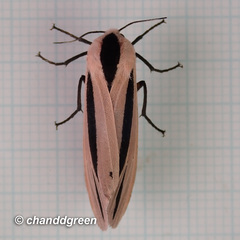 Creatonotos fasciatus pljustshi