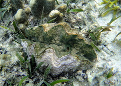 Hippopus hippopus