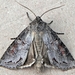 Purple Arches Moth - Photo (c) btk, some rights reserved (CC BY-ND)