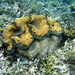 Giant Clams - Photo (c) Emily Zucker, some rights reserved (CC BY-NC), uploaded by Emily Zucker