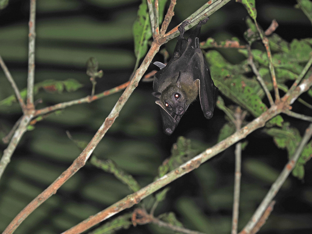 Western Naked-backed Fruit Bat