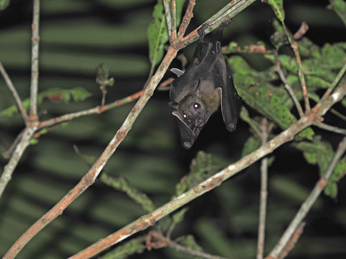 Western Naked-backed Fruit Bat