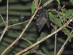 Western Naked-Backed Fruit Bat photo 2