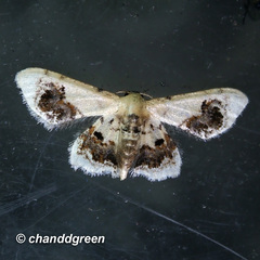 Idaea macrospila