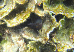 Cirripectes springeri