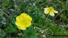 Ranunculus fascicularis
