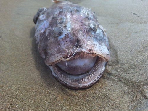 Pacific goosefish (Lophiodes caulinaris) — Lophiidae — 4
