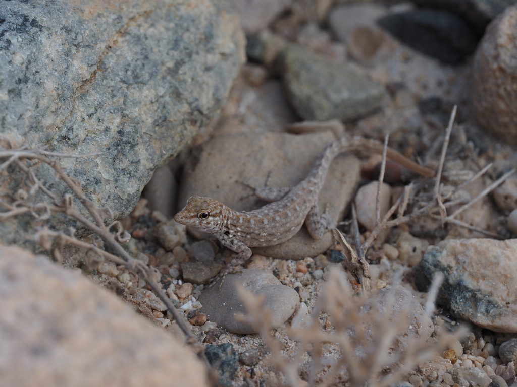 Abdel Kuri Rock Gecko